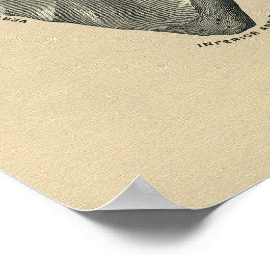 Human Scapula Anatomy 1902  Print (Hoek)