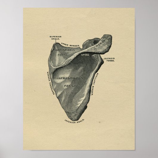 Human Scapula Anatomy 1902 Print (Voorkant)