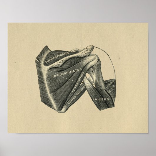 Human Shoulder Anatomy 1902 Print (Voorkant)