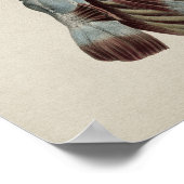 Human Shoulder Anatomy  Print (Hoek)