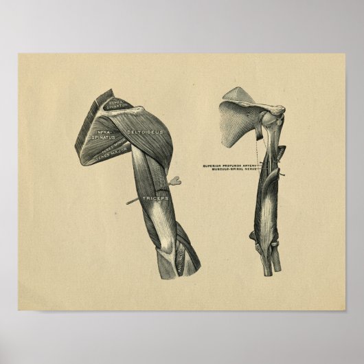 Human Shoulder Arm Anatomy 1902  Print (Voorkant)