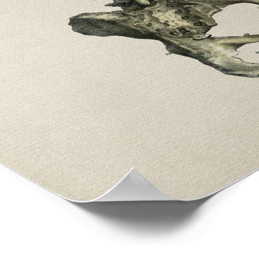 Human Skeletal Anatomee  Print (Hoek)