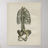 Human Skeletal Anatomee  Print (Voorkant)