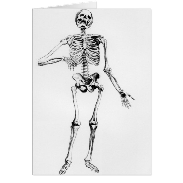 Human Skeleton (Voorkant)