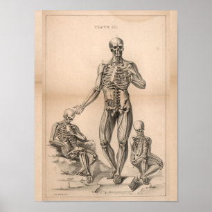 Human Skeleton Anatomy Art Print 1827
