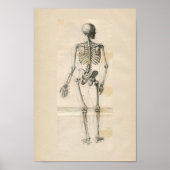 Human Skeleton  Anatomy Print (Voorkant)