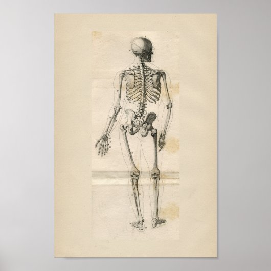 Human Skeleton  Anatomy Print (Voorkant)