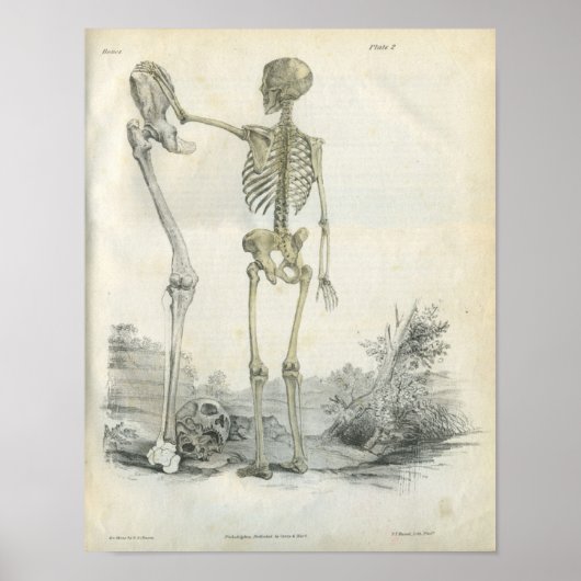 Human Skeleton Art Print (Voorkant)