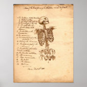 Human Skeleton Poster (Voorkant)