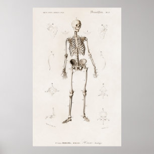 Human Skeleton Poster