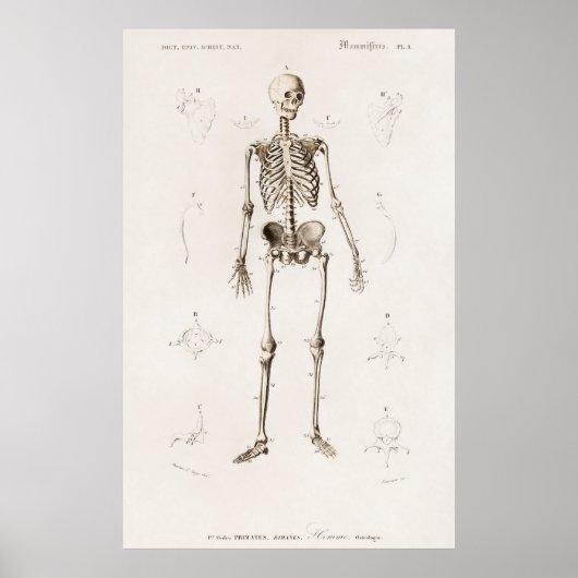 Human Skeleton Poster (Voorkant)