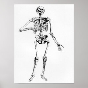 Human Skeleton Poster