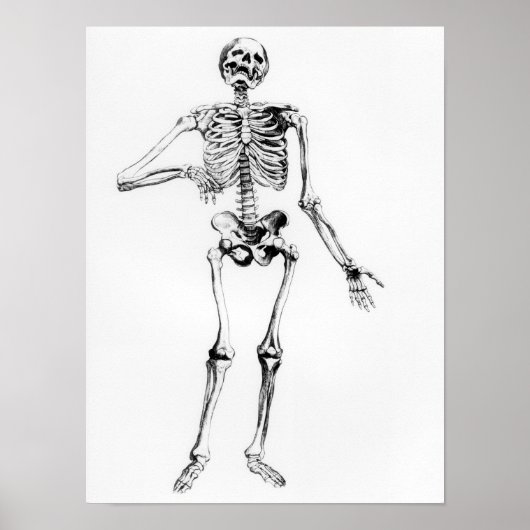 Human Skeleton Poster (Voorkant)