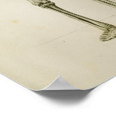 Human Skeleton Posterior  Anatomy Print (Hoek)