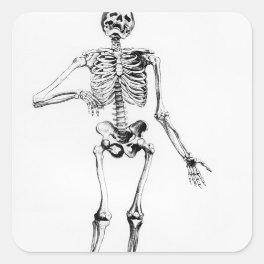 Human Skeleton Vierkante Sticker (Voorkant)