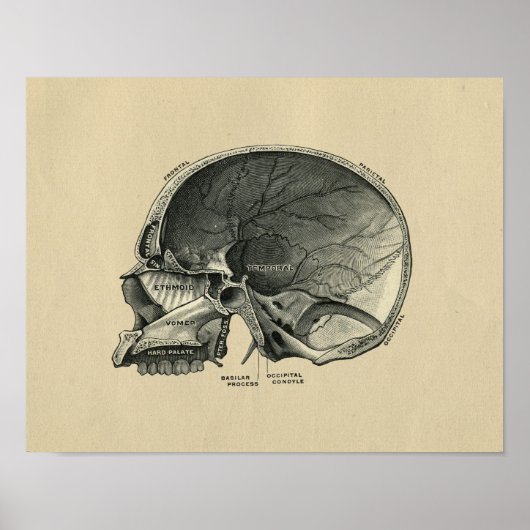 Human Skull Anatomy 1902 Print (Voorkant)