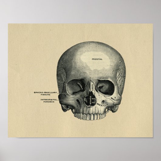 Human Skull Anatomy 1902 Print (Voorkant)