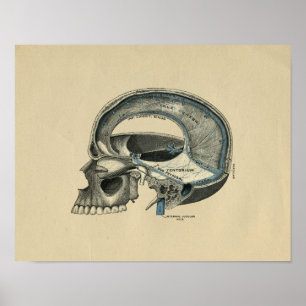 Human Skull Anatomy 1902 Print