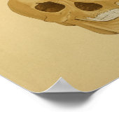 Human Skull  Anatomy Print Botten (Hoek)