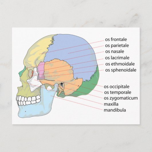 Human Skull Bone Name Chart Briefkaart (Voorkant)