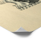 Human Skull Sinuses Anatomy 1902  Print (Hoek)