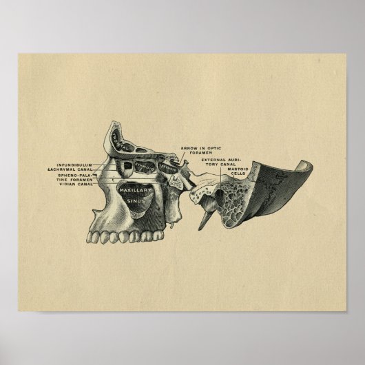 Human Skull Sinuses Anatomy 1902  Print (Voorkant)