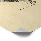 Human Sphenoid Anatomy 1902 Print (Hoek)