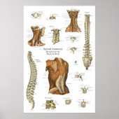 Human Spinal Muscle Anatomy Chart Poster (Voorkant)