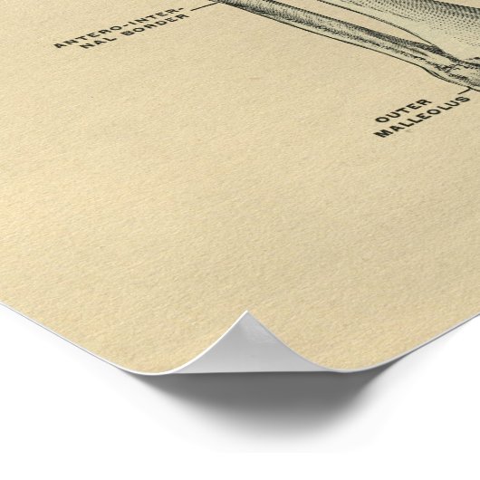 Human Tibia Anatomy 1902  Print (Hoek)