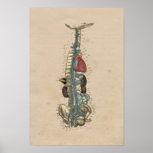 Human Veins Heart Anatomy 1841 Print (Voorkant)