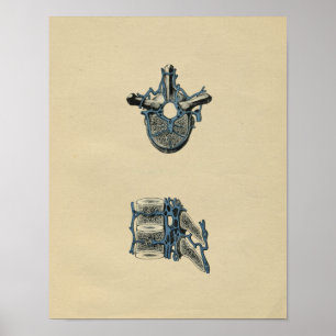 Human Vertebrae Anatomy 1902 Print