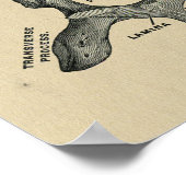 Human Vertebrae Anatomy 1902 Print (Hoek)