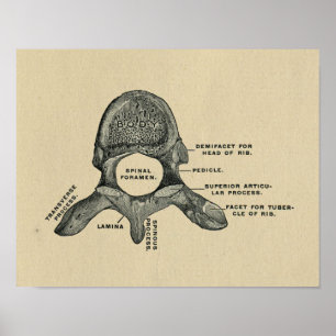 Human Vertebrae Anatomy 1902 Print
