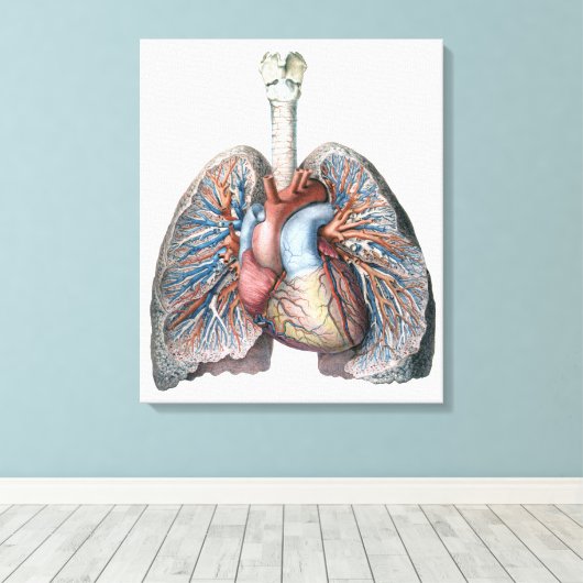 humane anatomie longen hartorganen bloed canvas afdruk (Insitu (Houten vloer))