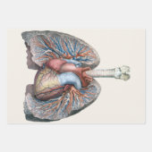 humane anatomie longen hartorganen bloed inpakpapier vel (Voorkant 3)