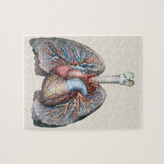 humane anatomie longen hartorganen bloed legpuzzel (Horizontaal)