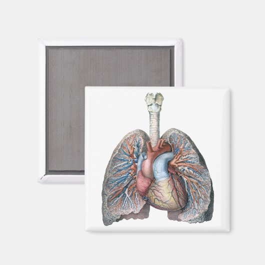  humane anatomie longen hartorganen bloed magneet (Voorkant / Achterkant)