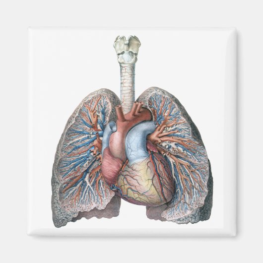  humane anatomie longen hartorganen bloed magneet (Voorkant)