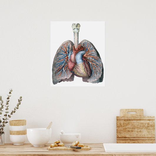 humane anatomie longen hartorganen bloed poster (Keuken)