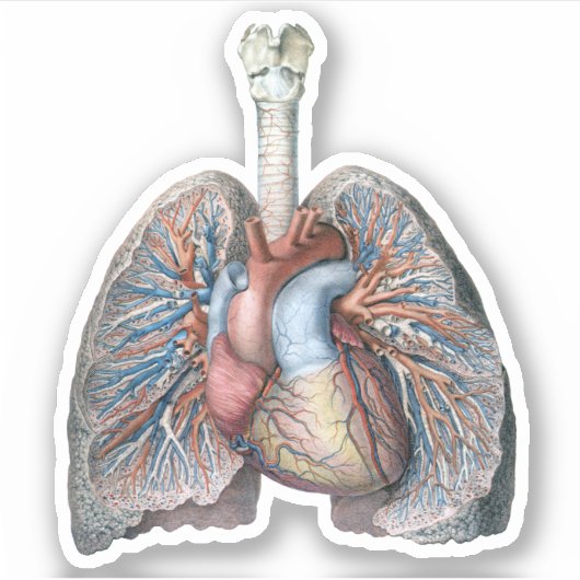  humane anatomie longen hartorganen bloed sticker (Voorkant)