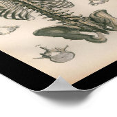  humane anatomie printskeleton Botten Poster (Hoek)