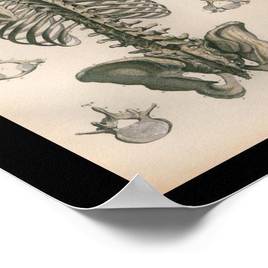  humane anatomie printskeleton Botten Poster (Hoek)