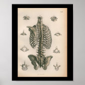  humane anatomie printskeleton Botten Poster (Voorkant)