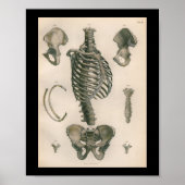 humane anatomie printskeleton Botten Poster (Voorkant)