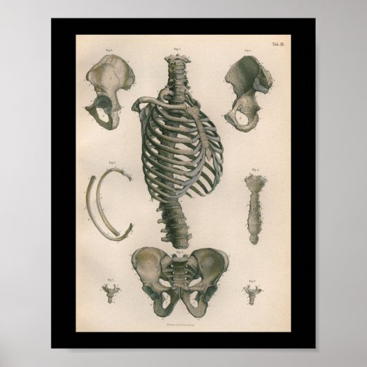  humane anatomie printskeleton Botten Poster (Voorkant)