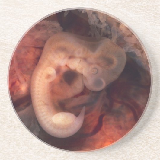 Humane embryo 7e week van de zwangerschap 5e week  zandsteen onderzetter (Voorkant)