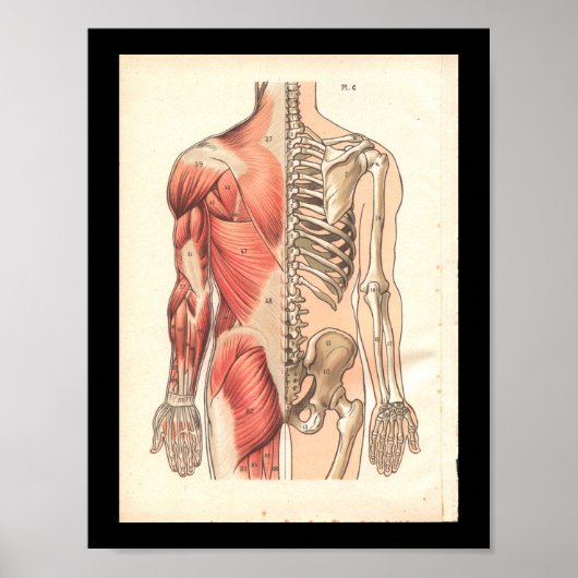  humane spier- en skeletanatomie Afdrukken Poster (Voorkant)