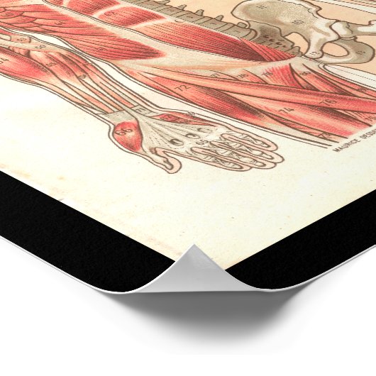 humane spier- en skeletanatomie Afdrukken Poster (Hoek)