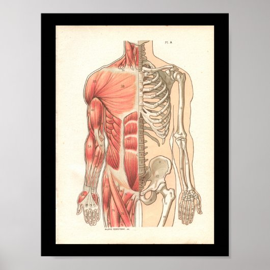  humane spier- en skeletanatomie Afdrukken Poster (Voorkant)