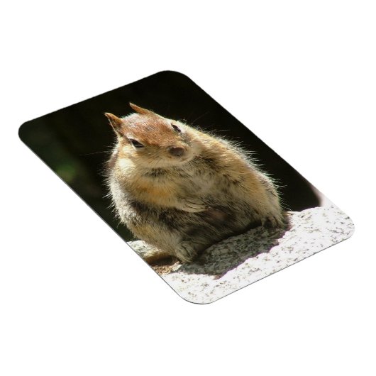 Humble Squirrel Magneet (Rechterzijde)